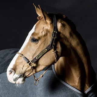 Hybrid Headcollar® Leather