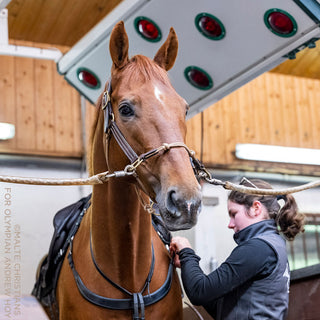 Hybrid Headcollar® Leather