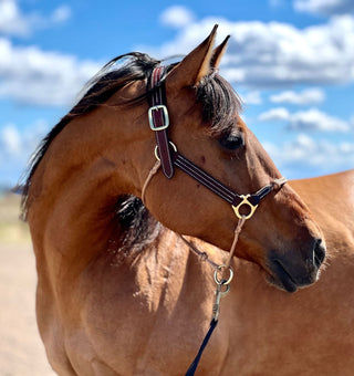 Hybrid Headcollar® Leather