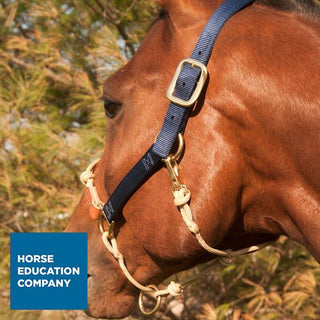 Halter Sizing/Fitting & Exchange