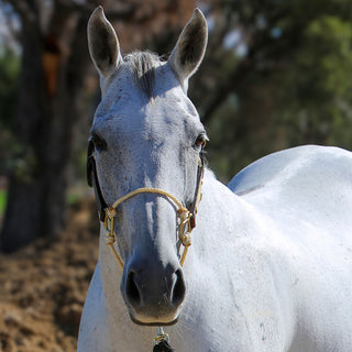 Leather Lariat Hybrid Headcollar
