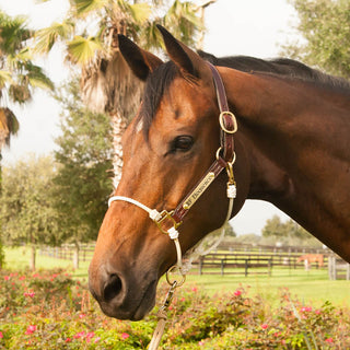 Leather Lariat Hybrid Headcollar
