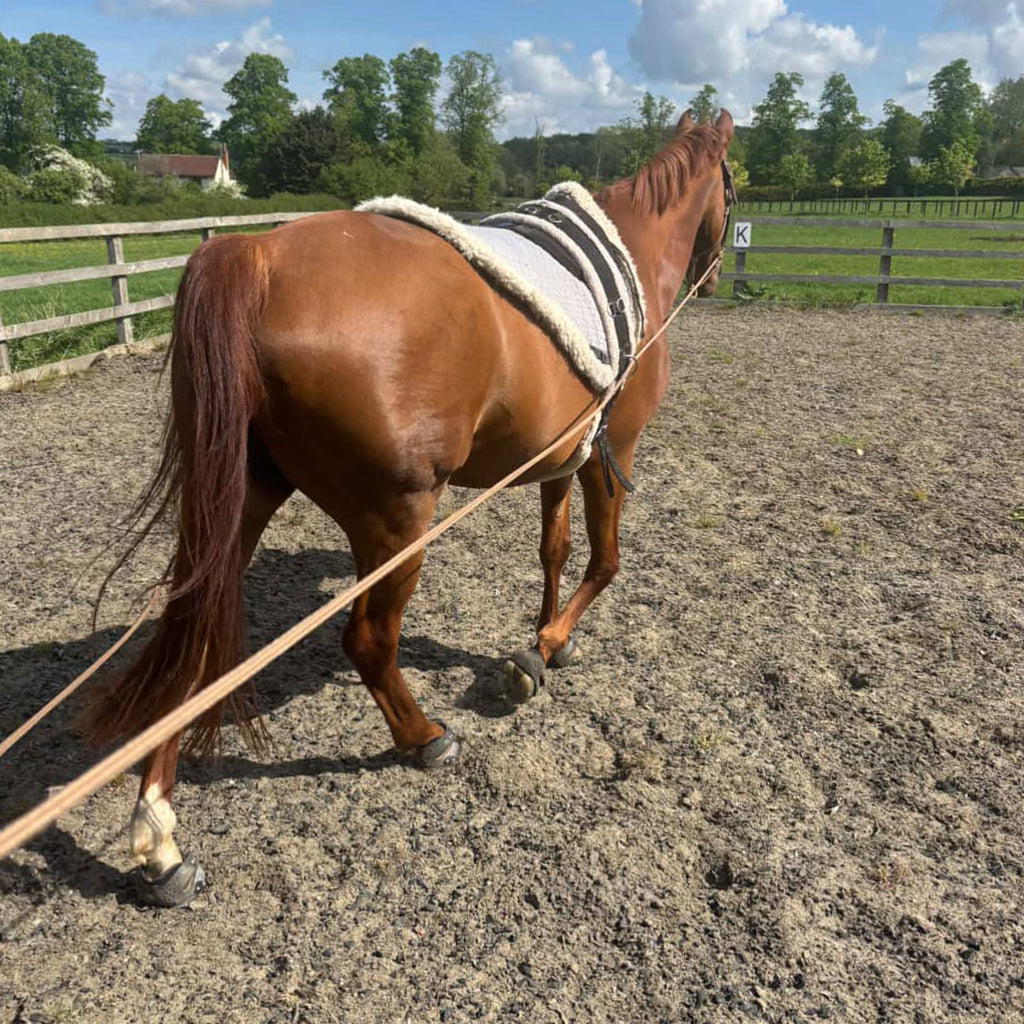 22' Foal Handling Line, Soft Driving Lines – The Horse Education ...