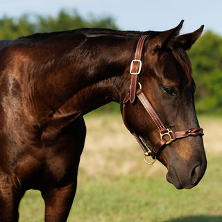 TROI Leather Halter - Twist Nose