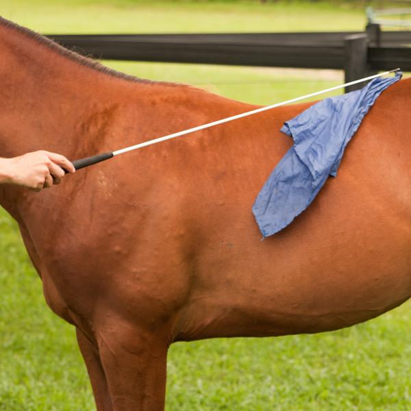 Horse Flag Training: Ultimate Guide to Mastering the Skill